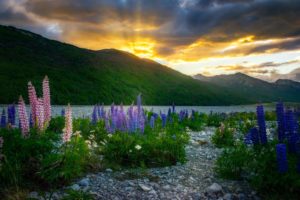 New Zealand mountains, with native flowers in the foreground.