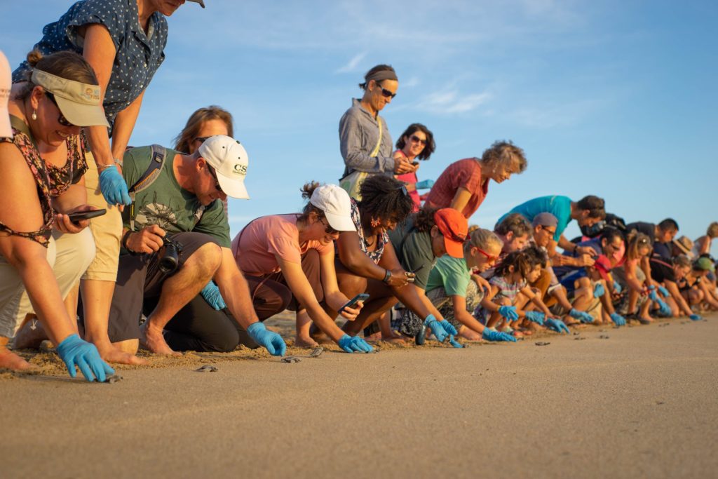 group of people releasing turtles on beach