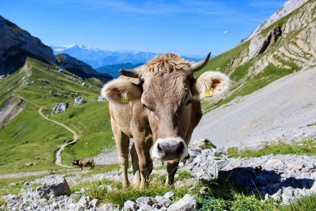 A close-up image of a cow