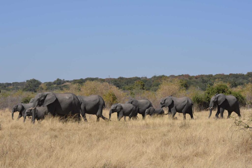 A herd of elephants walking through tall grasses