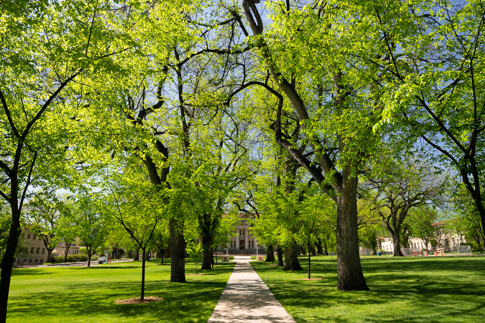 Photo of the Colorado State University campus depicting trees and a walkway leading to the university administration building