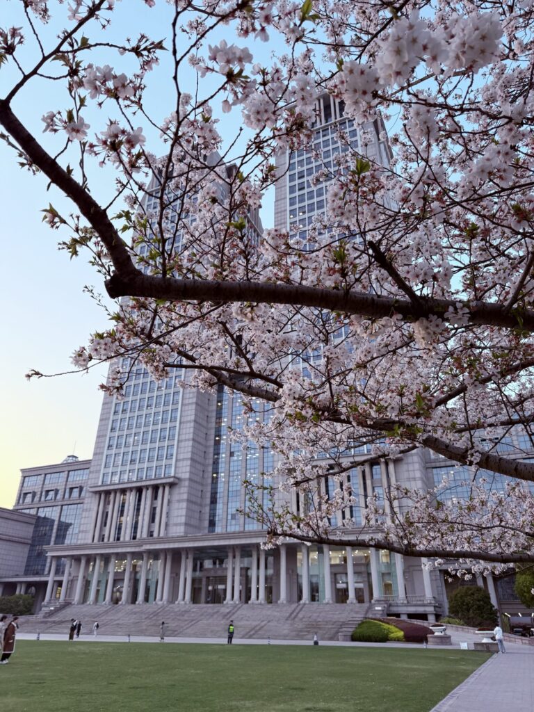 Cherry Blossoms At Fudan