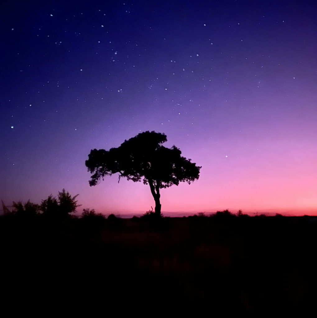 a tree outline in a pink sunset