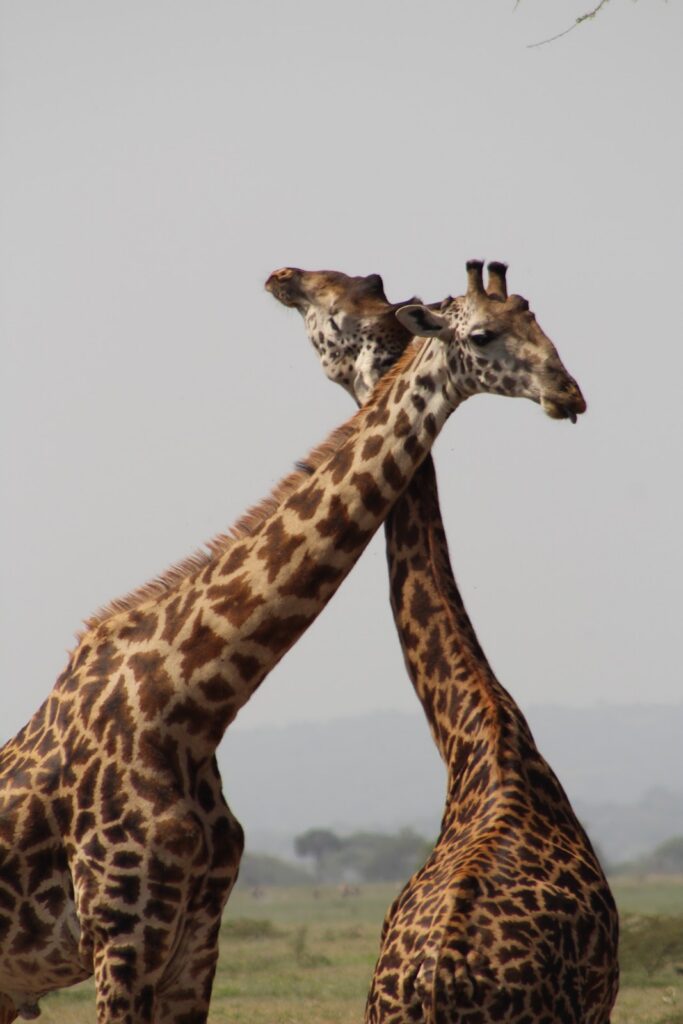 two giraffes with their necks crossing