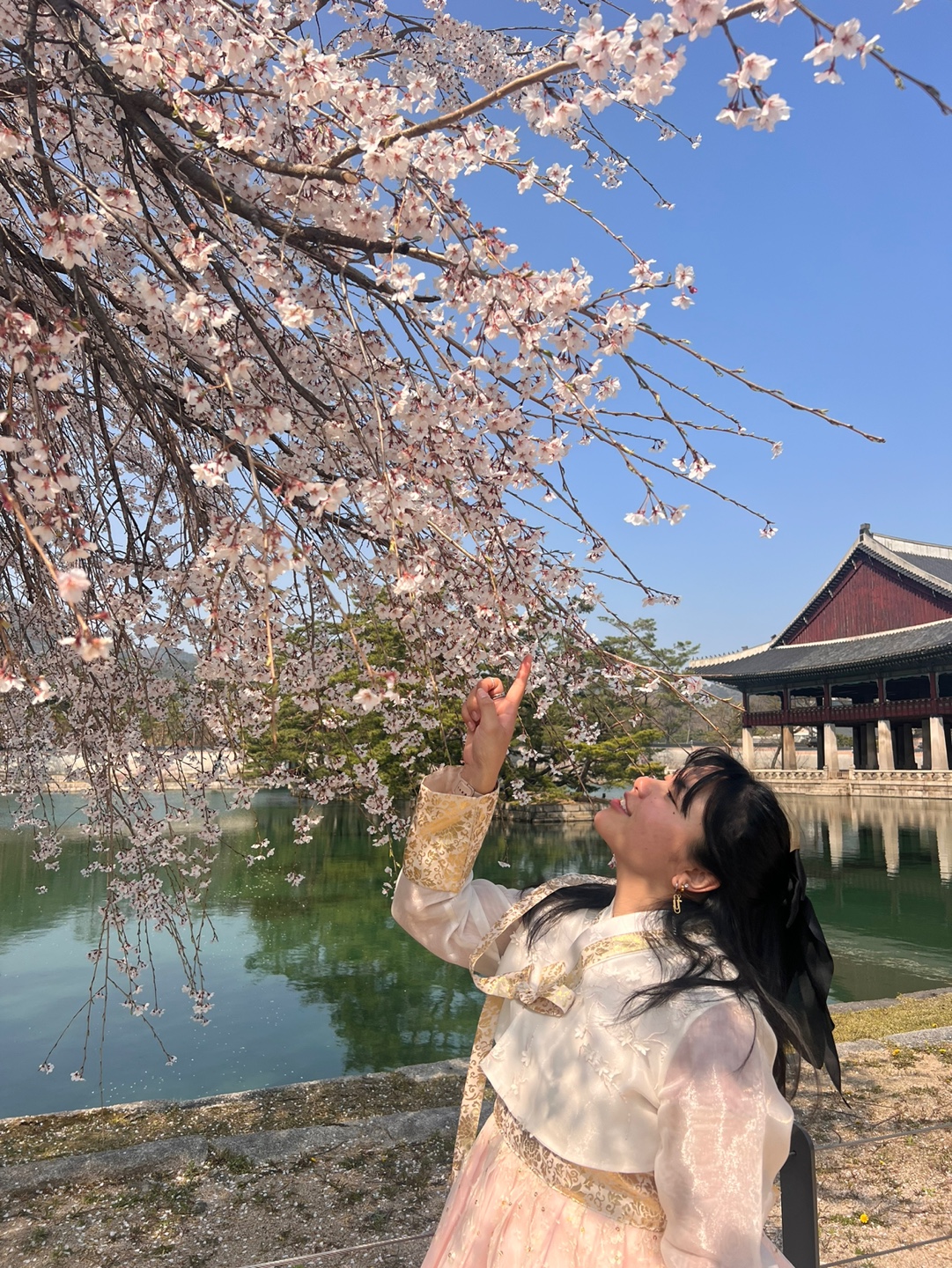 A student points up to a cherry blossom tree in Japan