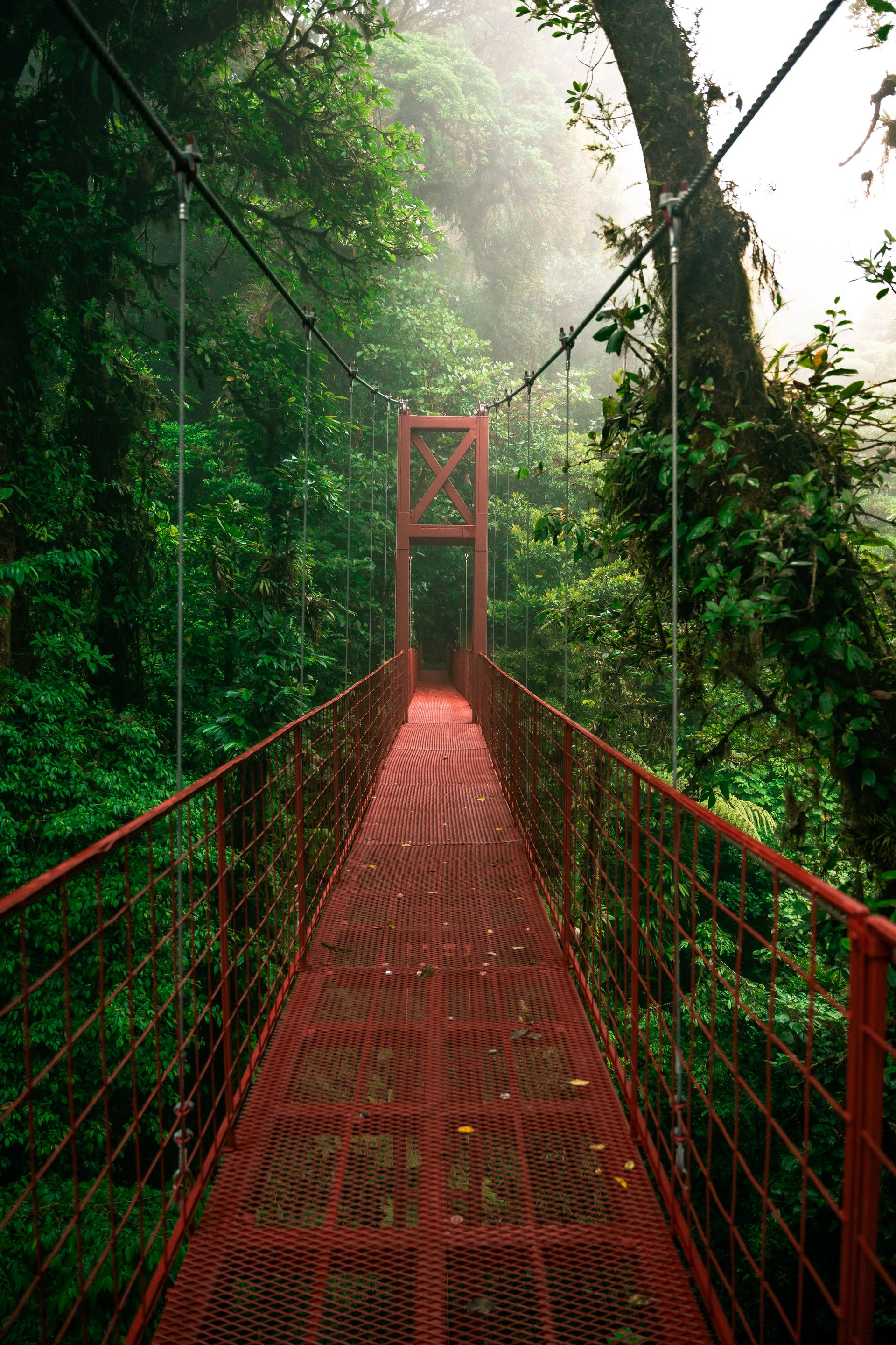 An image of a suspension bridge in a cloud forest