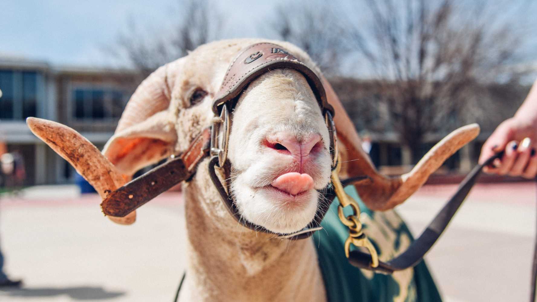 CAM the Ram is the mascot at Colorado State University